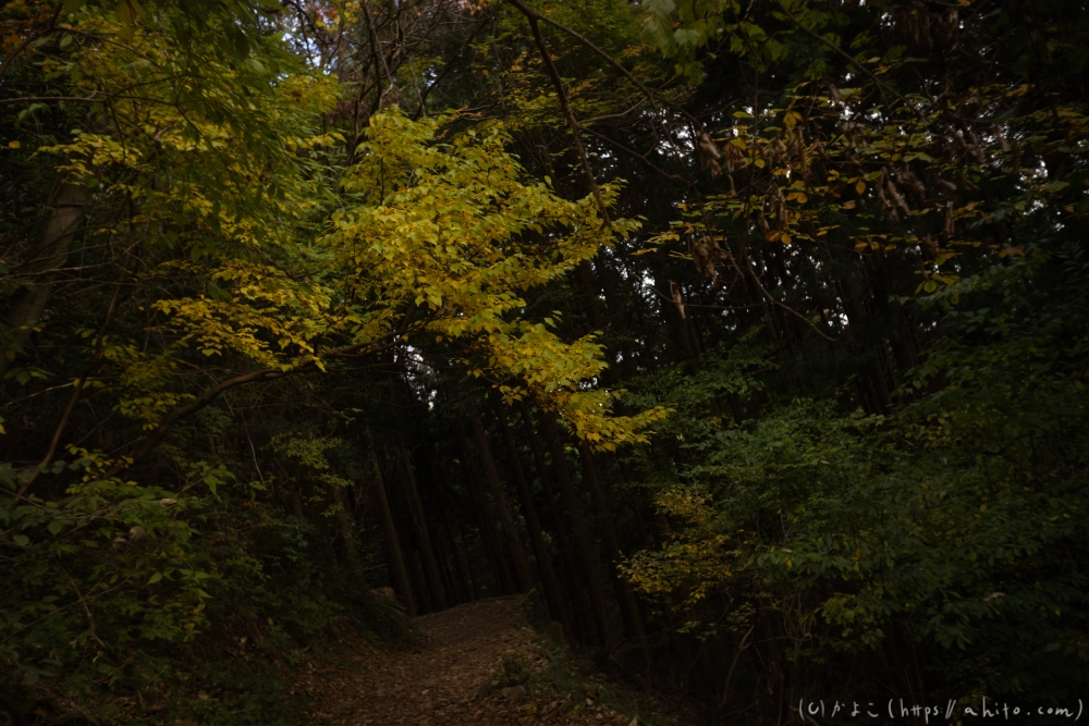 御岳山と紅葉２ - 49