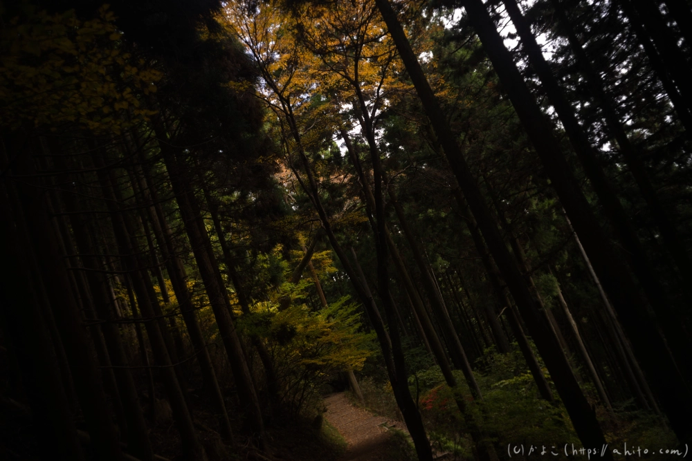 御岳山と紅葉２ - 50