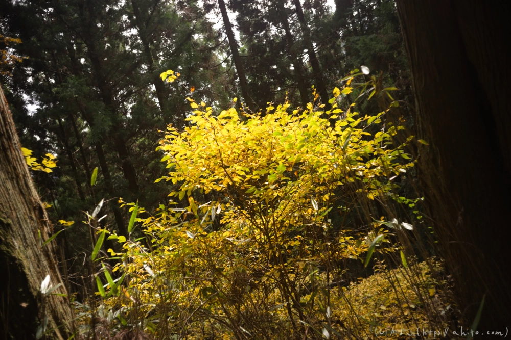 御岳山と紅葉２ - 51