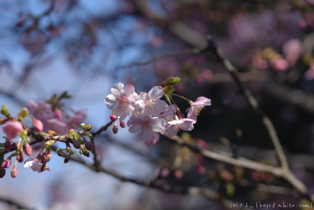 吾妻山公園の花と海 - 01