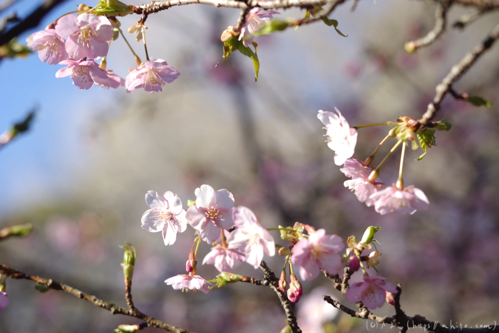 吾妻山公園の花と海 - 03