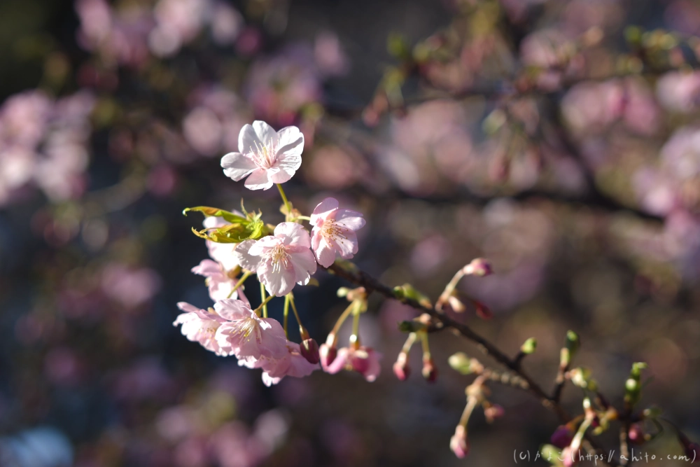 吾妻山公園の花と海 - 04