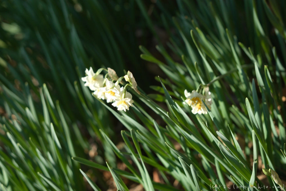 吾妻山公園の花と海 - 05