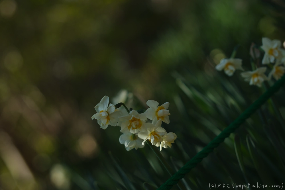 吾妻山公園の花と海 - 07