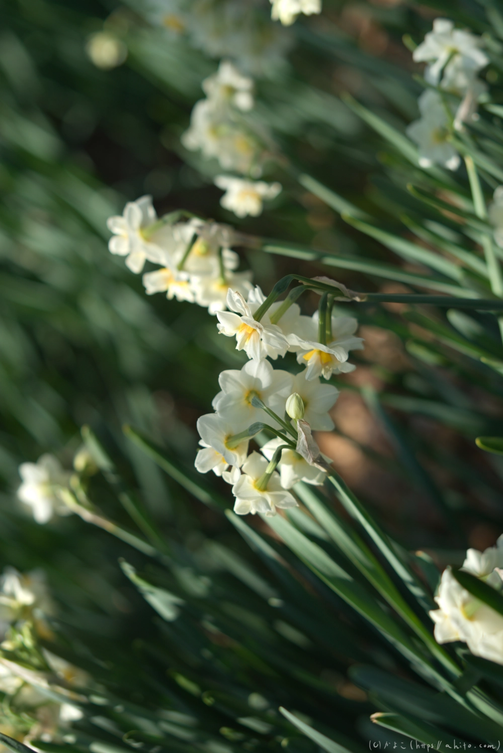 吾妻山公園の花と海 - 08