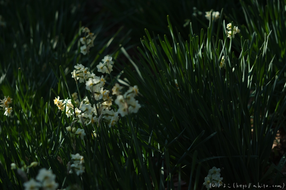 吾妻山公園の花と海 - 09