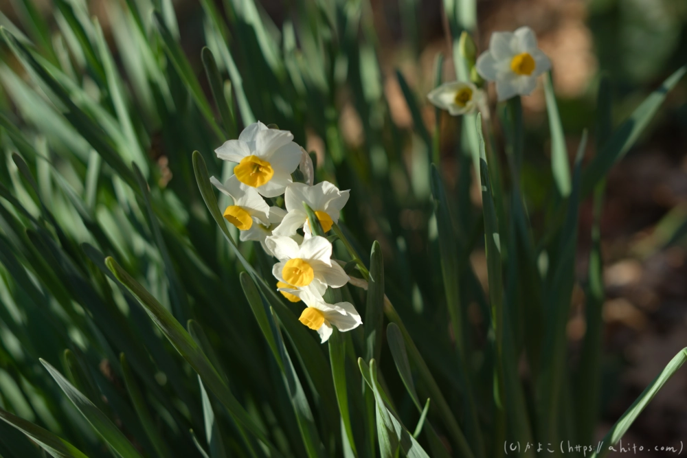 吾妻山公園の花と海 - 11