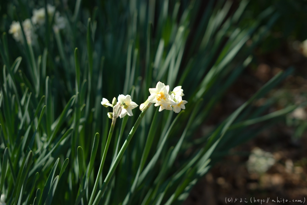 吾妻山公園の花と海 - 13