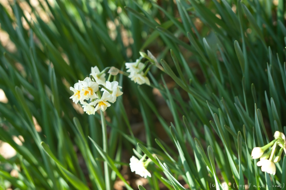 吾妻山公園の花と海 - 14
