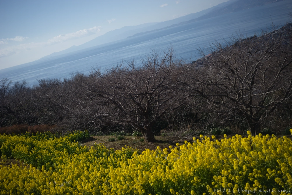 吾妻山公園の花と海 - 15