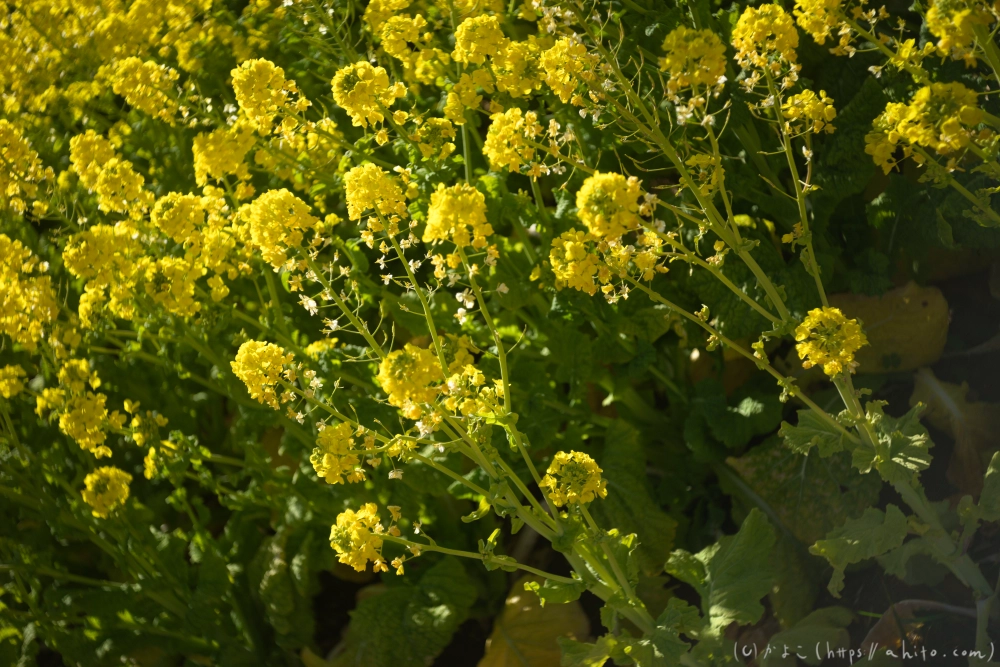 吾妻山公園の花と海 - 21