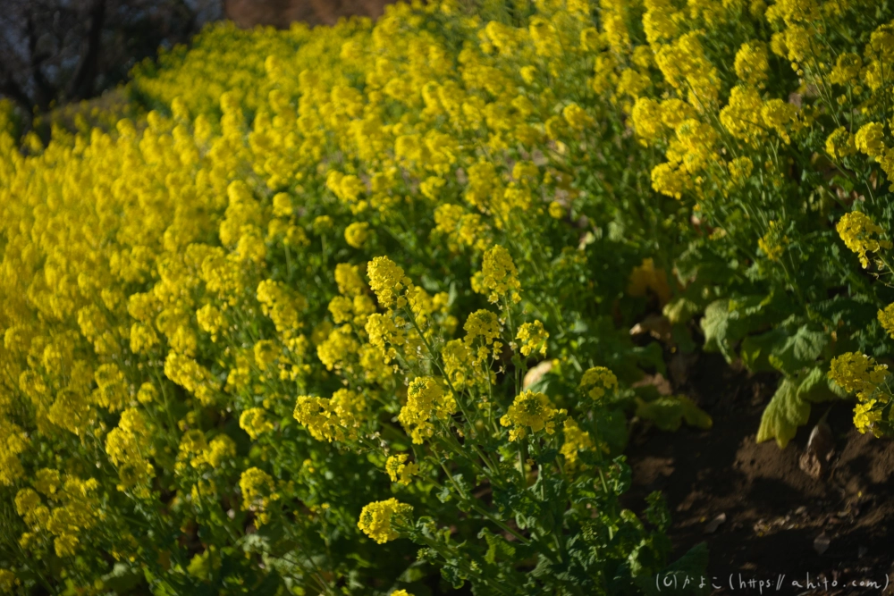 吾妻山公園の花と海 - 22