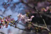 吾妻山公園の花と海のイメージ画像