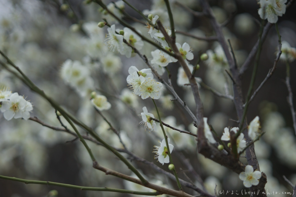 早咲の梅と蝋梅 - 05