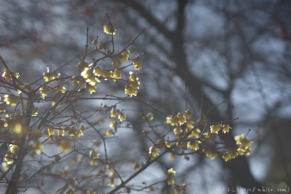 早咲の梅と蝋梅 - 09