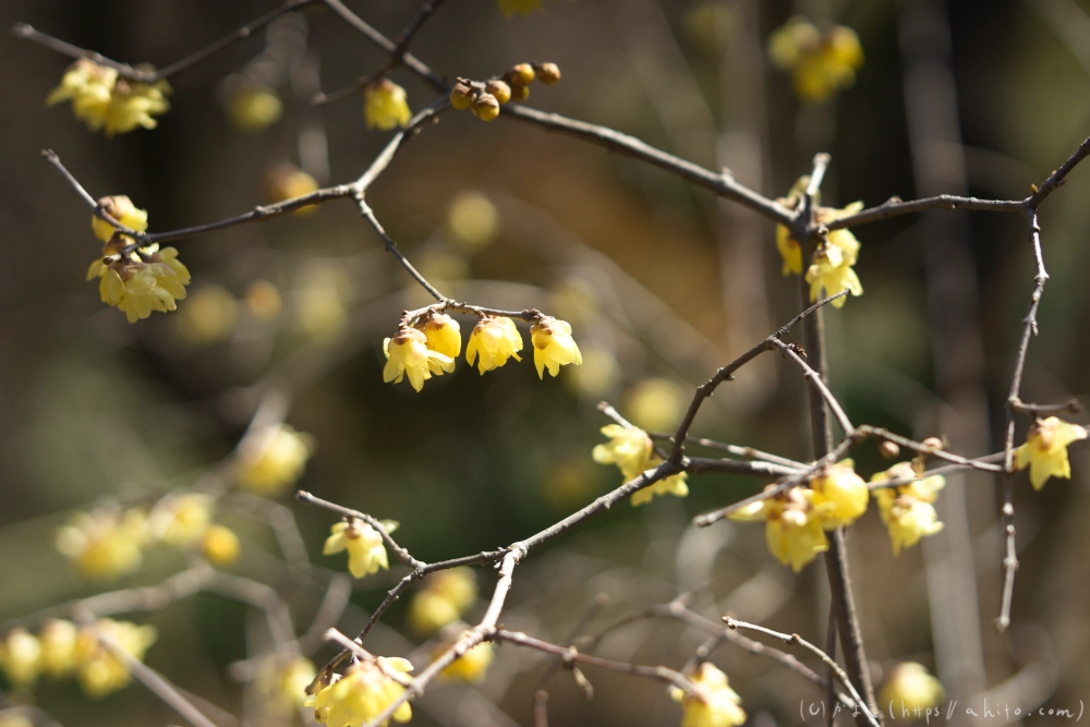 早咲の梅と蝋梅 - 10