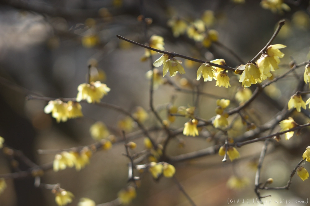早咲の梅と蝋梅 - 12