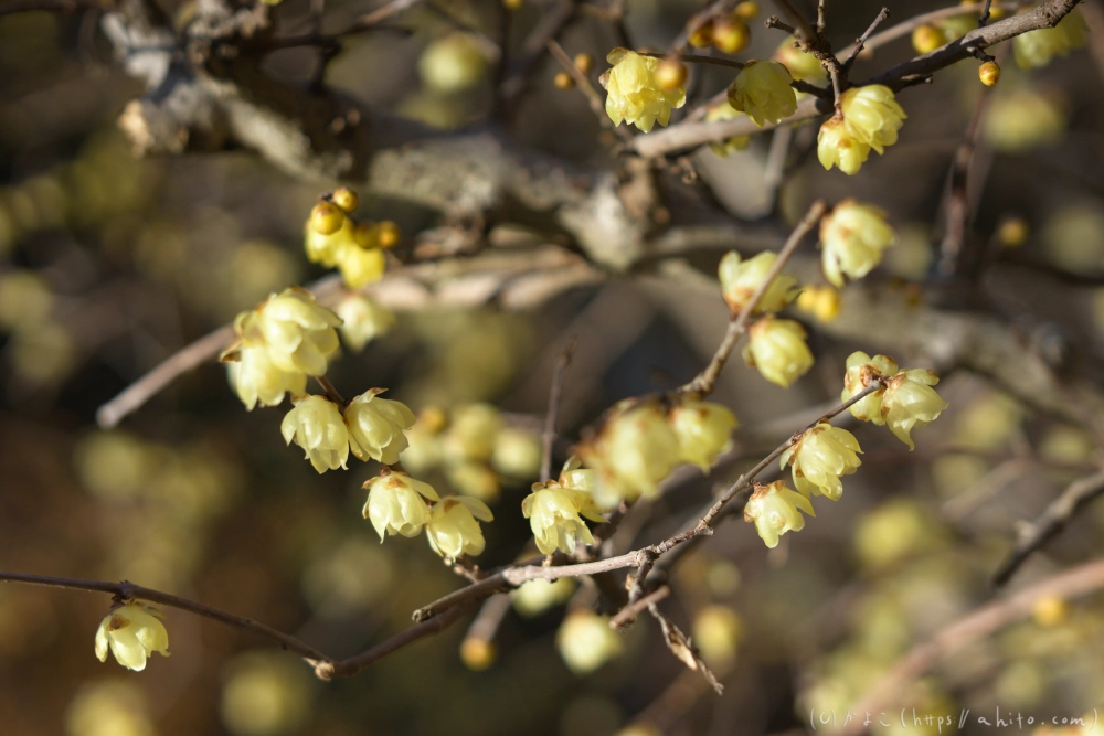 早咲の梅と蝋梅 - 14
