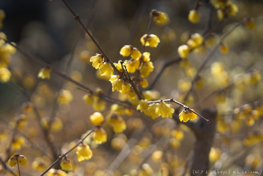 早咲の梅と蝋梅 - 15