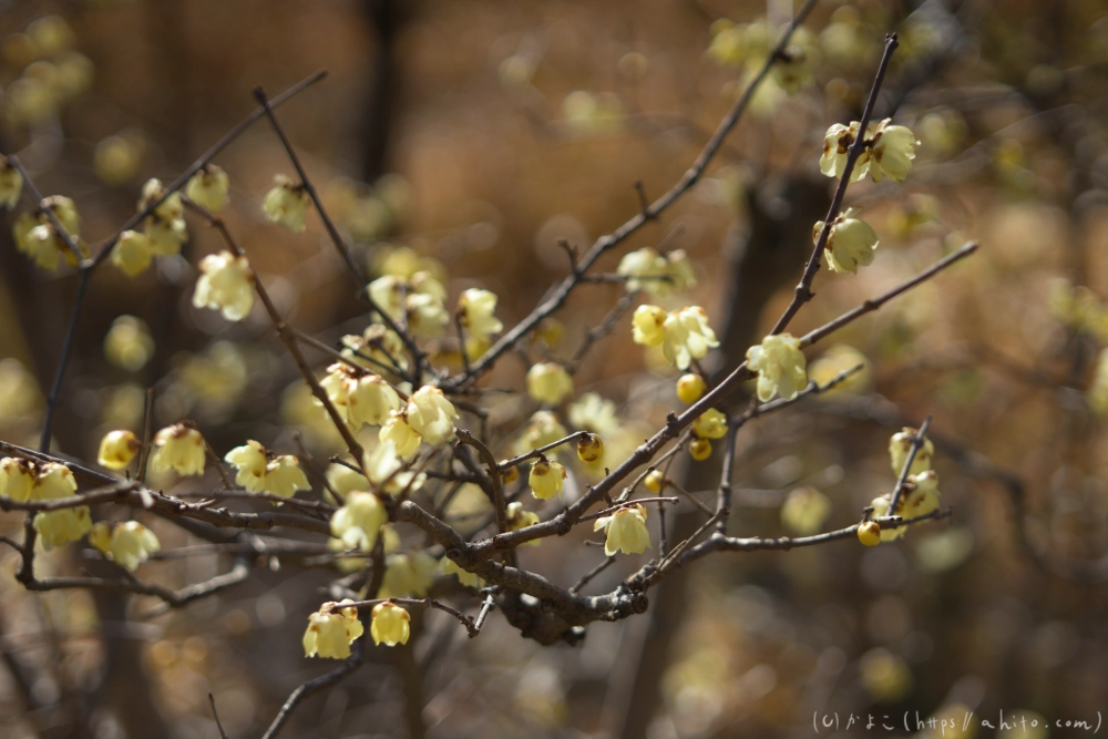 早咲の梅と蝋梅 - 16