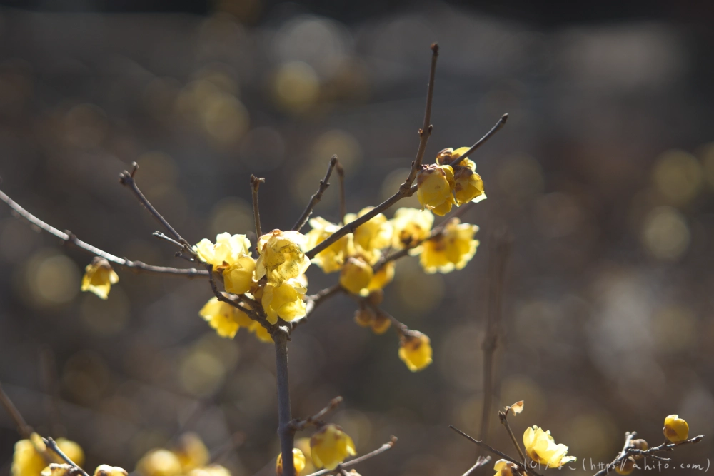 早咲の梅と蝋梅 - 18
