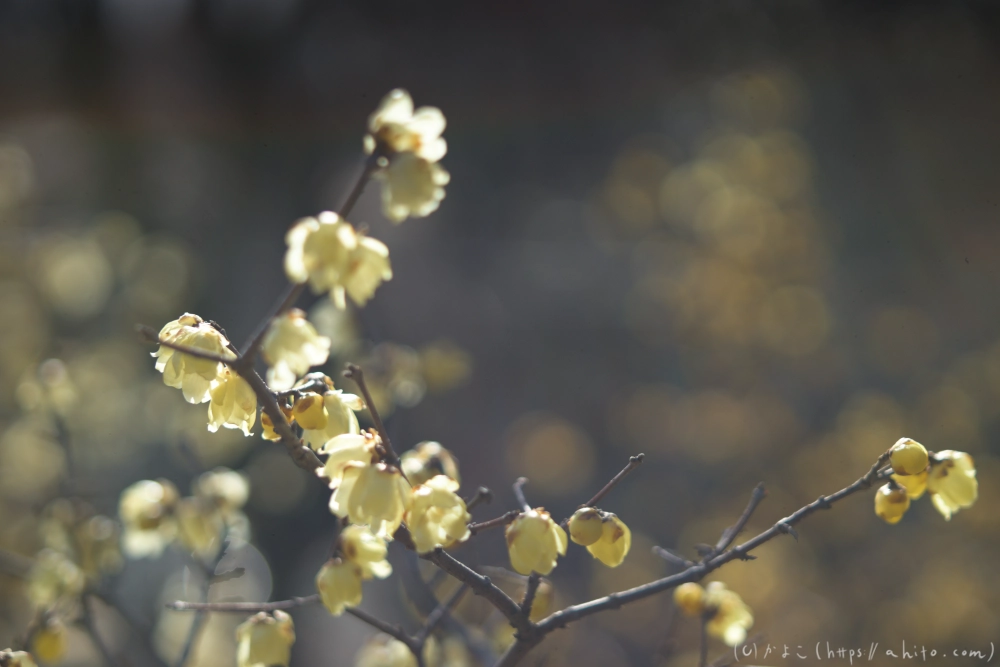 早咲の梅と蝋梅 - 20