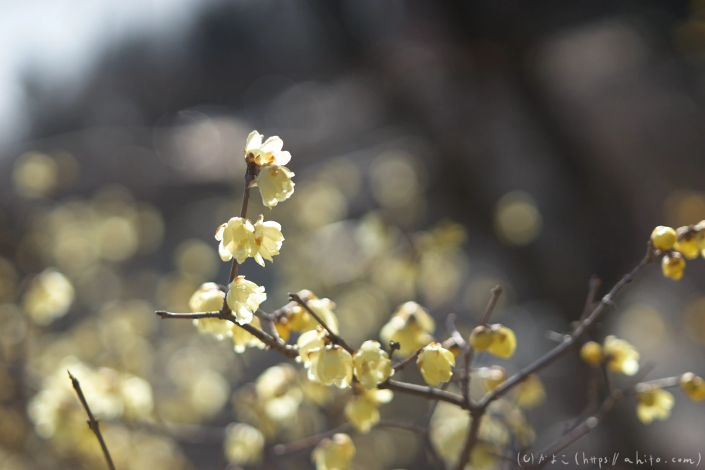早咲の梅と蝋梅 - 21