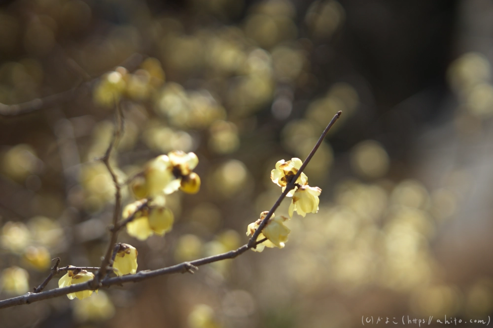 早咲の梅と蝋梅 - 23