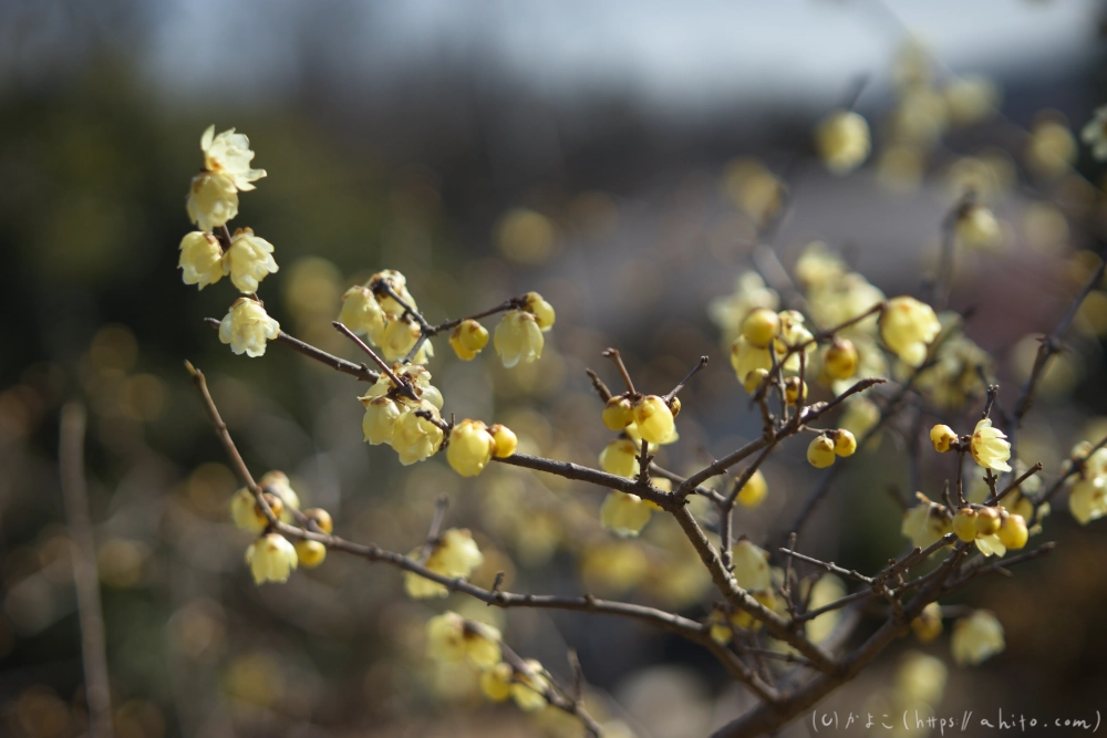 早咲の梅と蝋梅 - 24