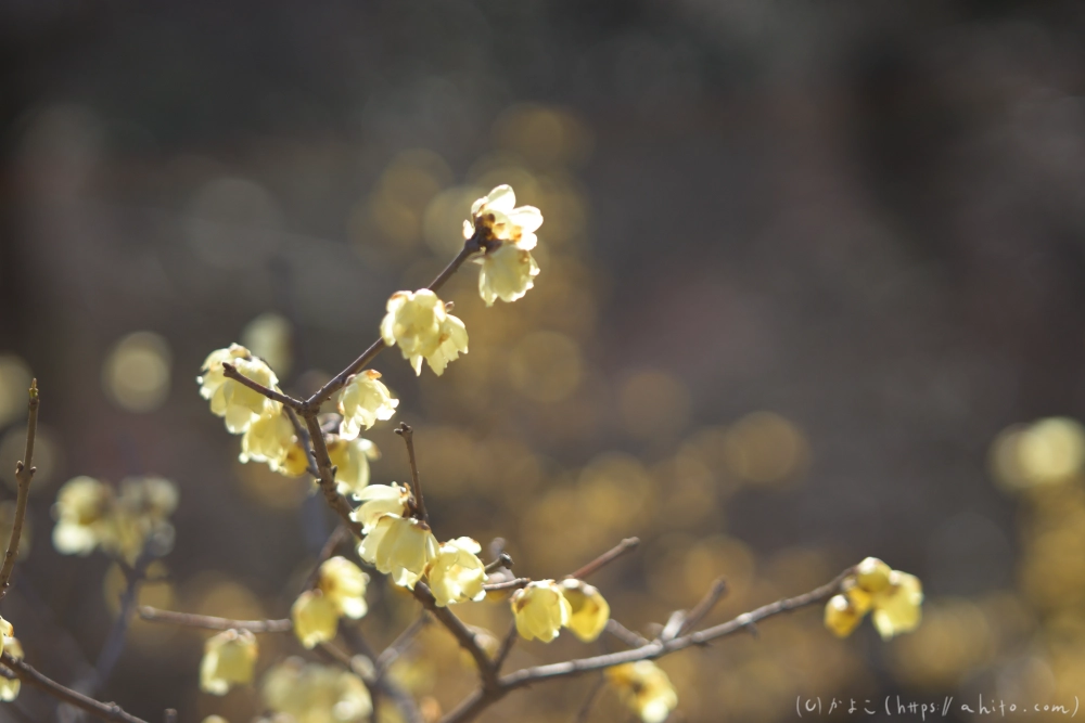 早咲の梅と蝋梅 - 25