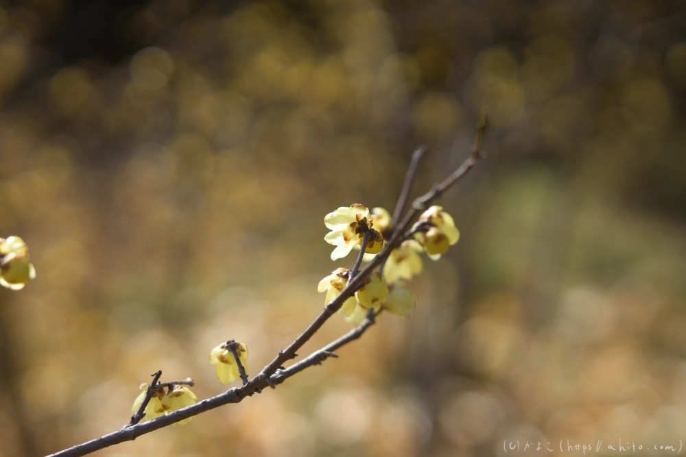 早咲の梅と蝋梅 - 26