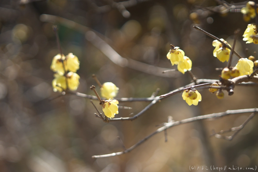早咲の梅と蝋梅 - 27