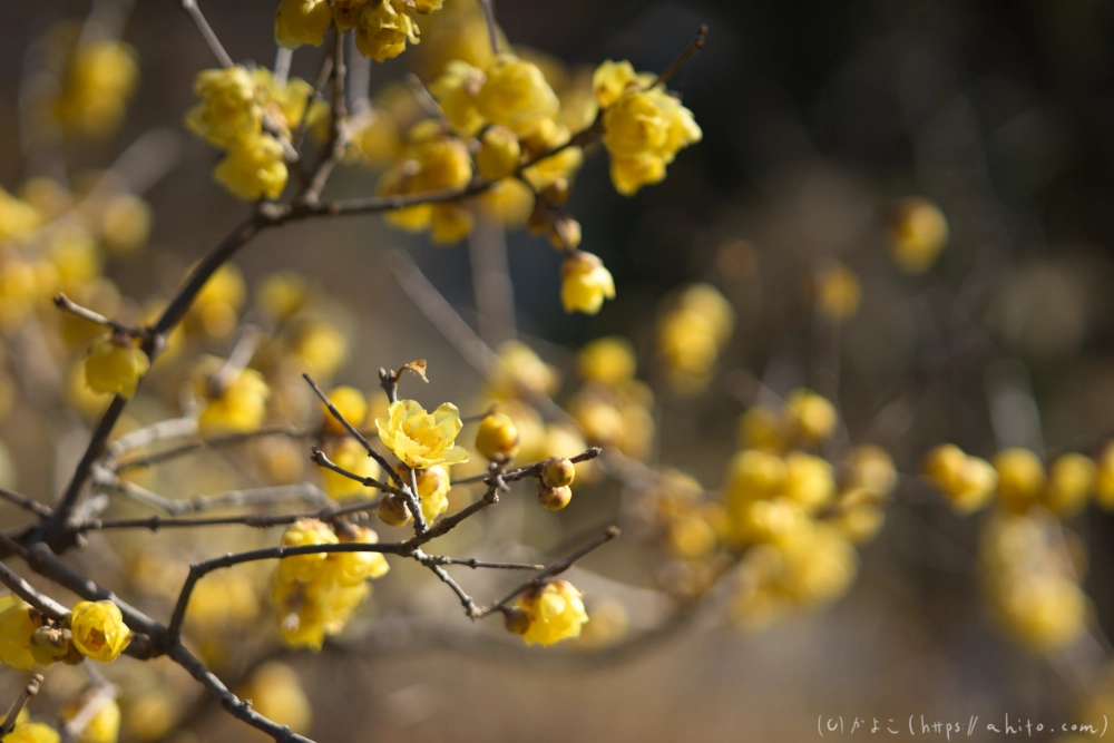 早咲の梅と蝋梅 - 28