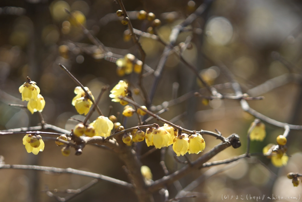 早咲の梅と蝋梅 - 29