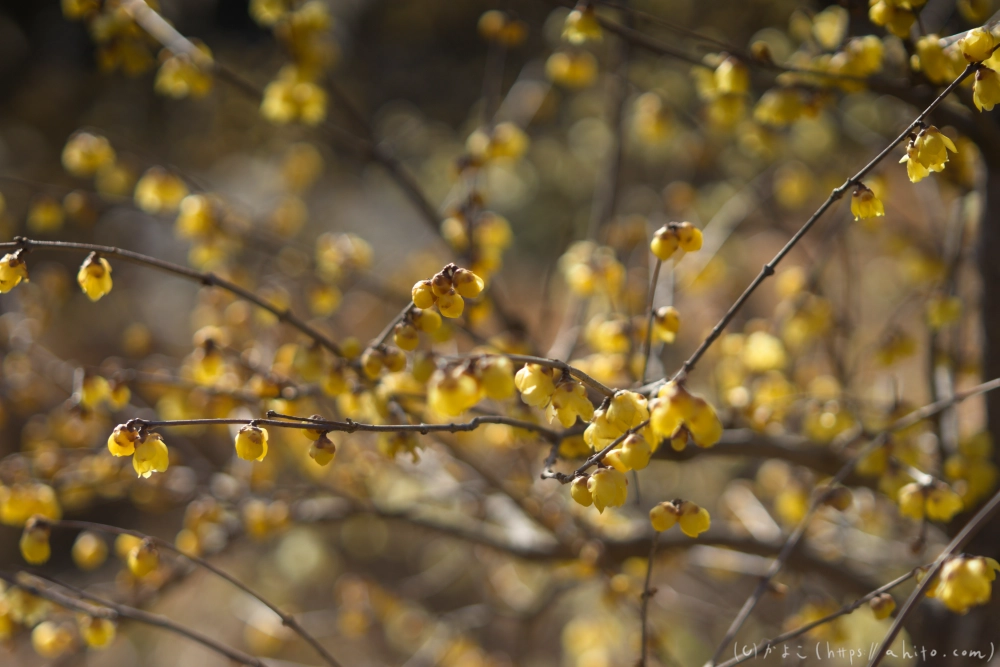 早咲の梅と蝋梅 - 31