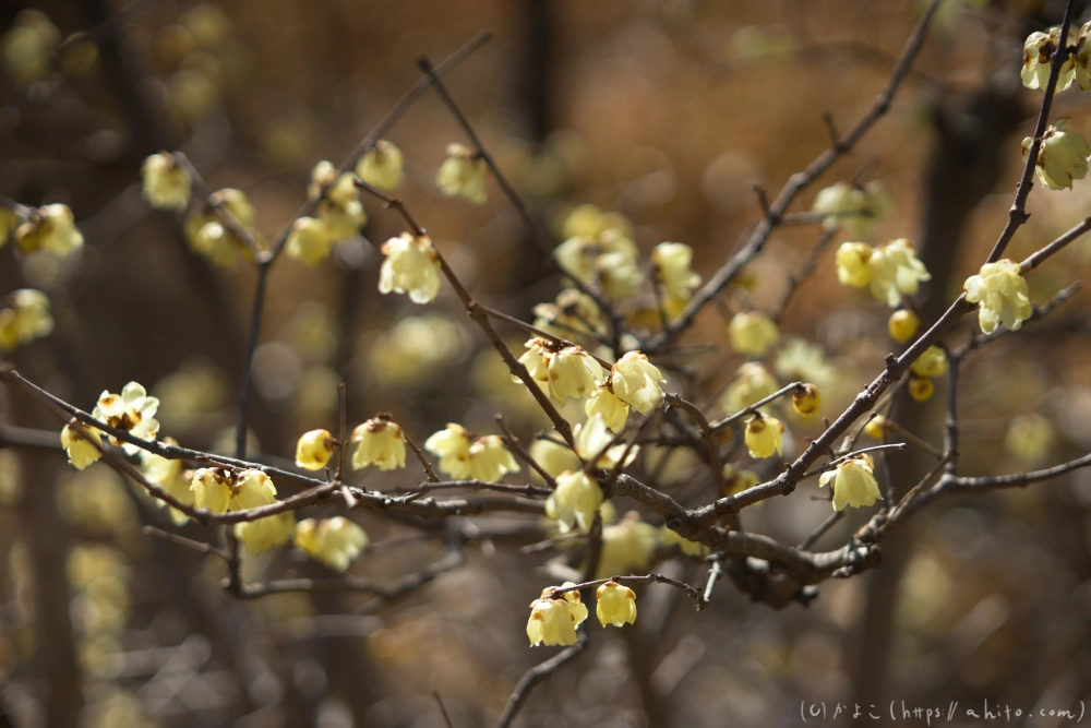 早咲の梅と蝋梅 - 32