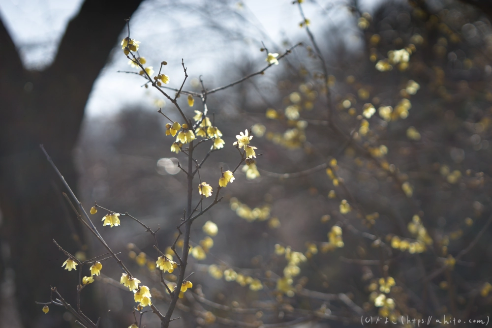 早咲の梅と蝋梅 - 35