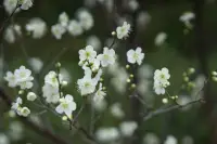 早咲の梅と蝋梅のイメージ画像