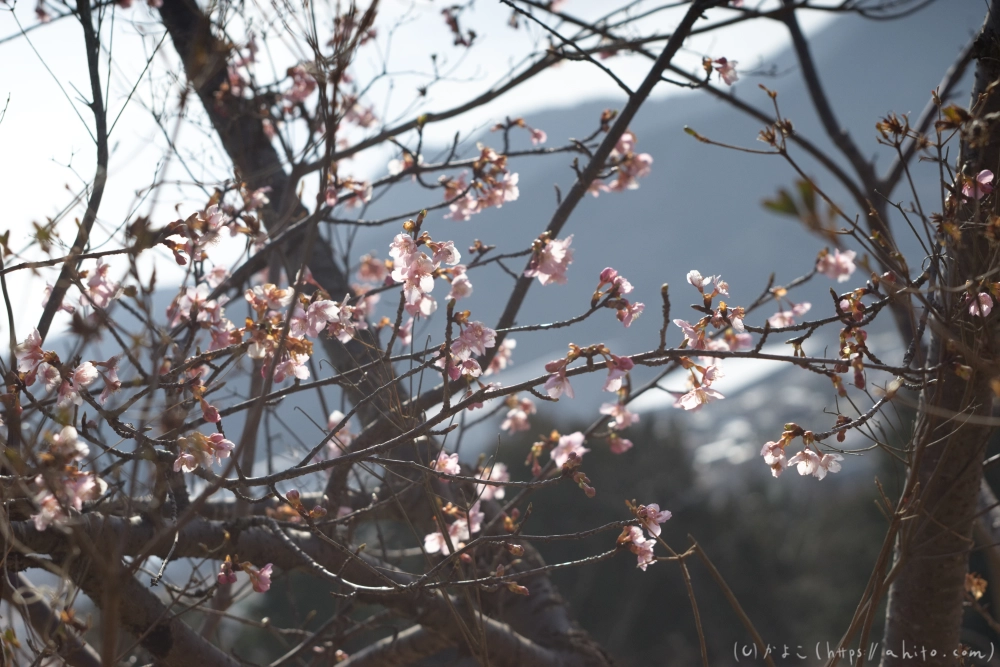 河津桜 - 09