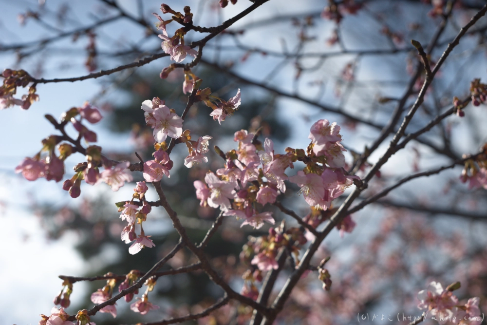 河津桜 - 13