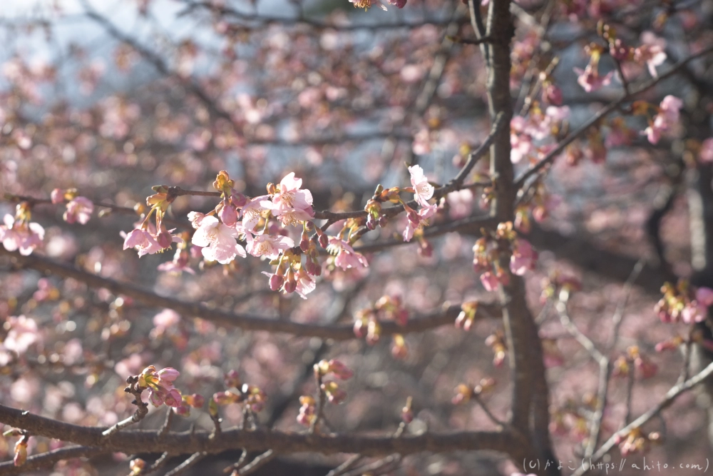 河津桜 - 14