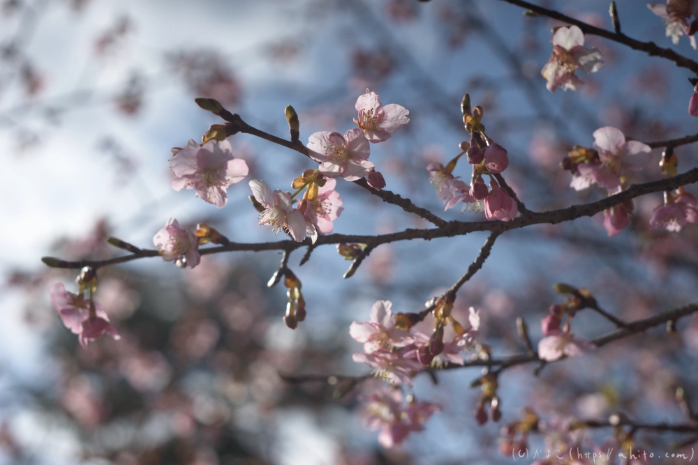 河津桜 - 17