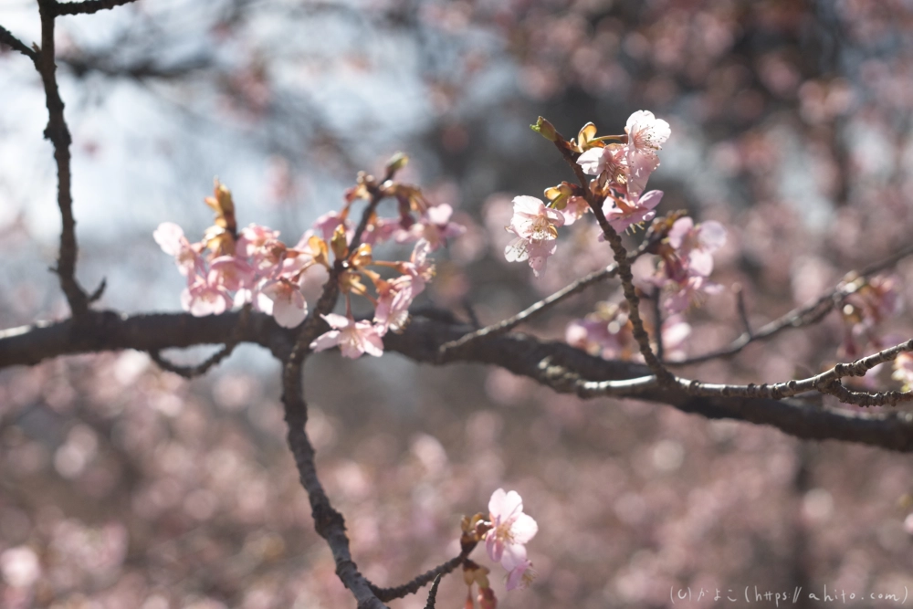 河津桜 - 21