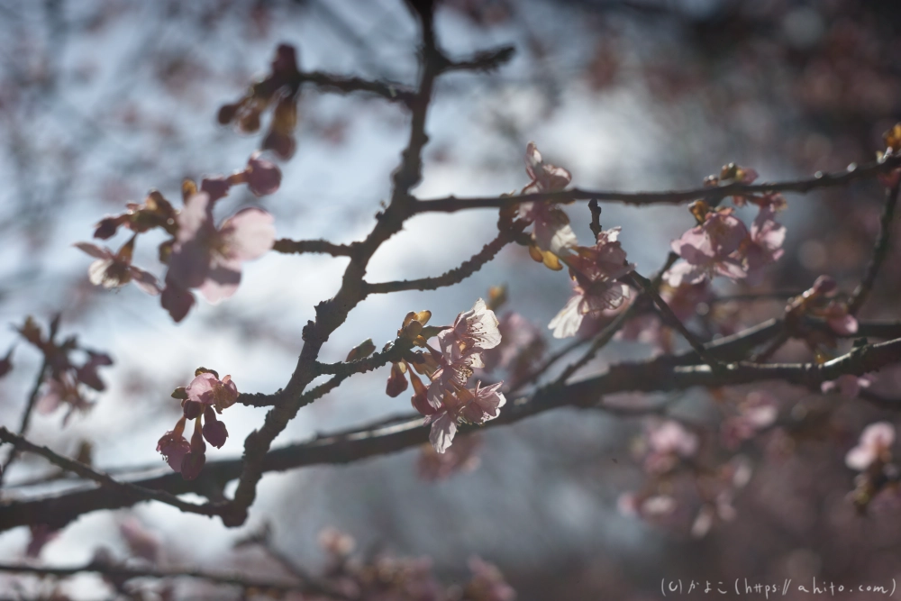河津桜 - 24