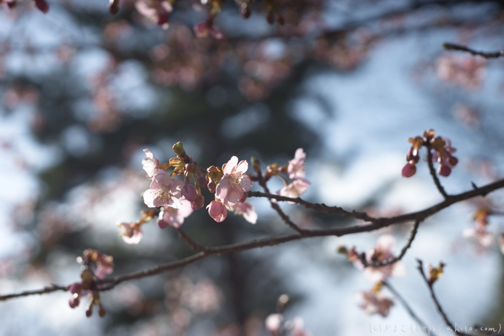 河津桜 - 26