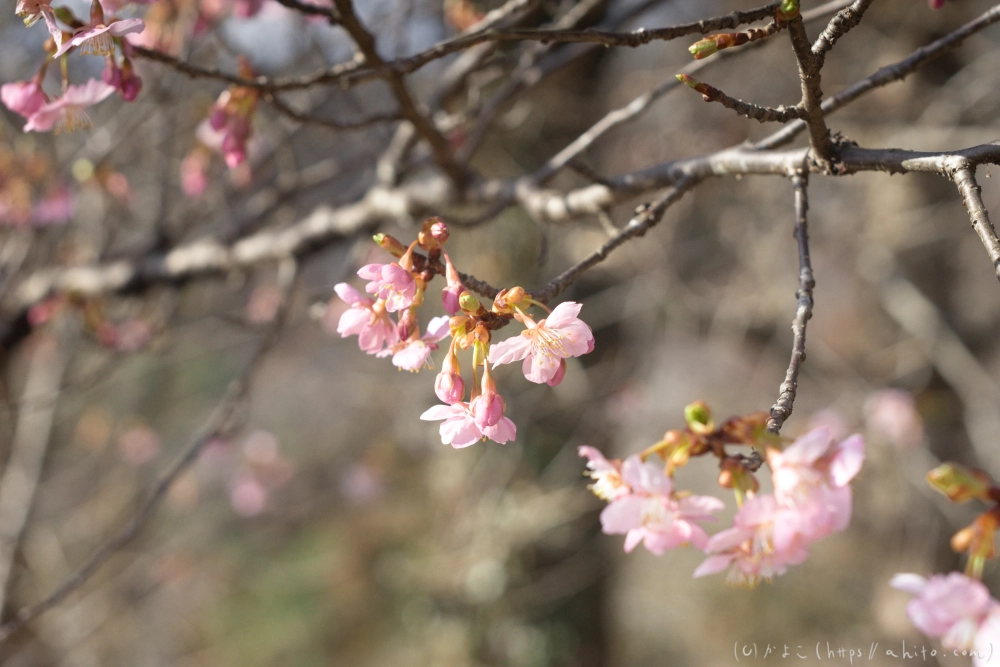 河津桜 - 27
