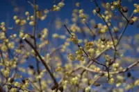 蝋梅のイメージ画像