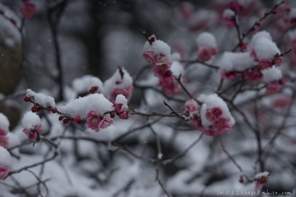 雪と梅 - 02