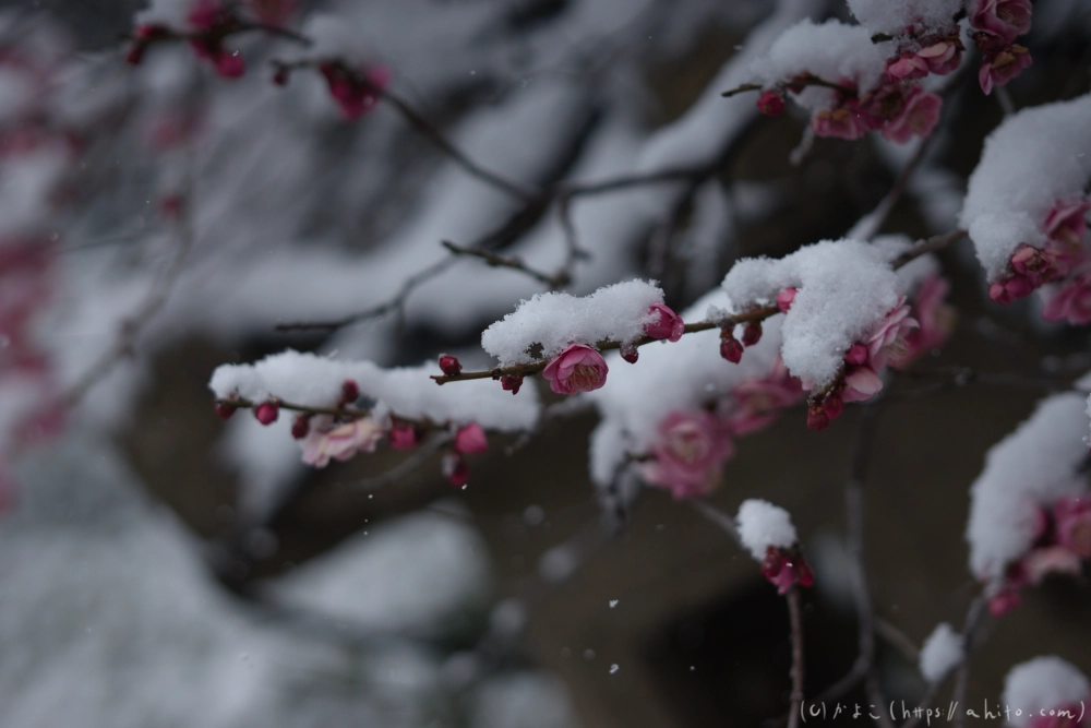 雪と梅 - 03