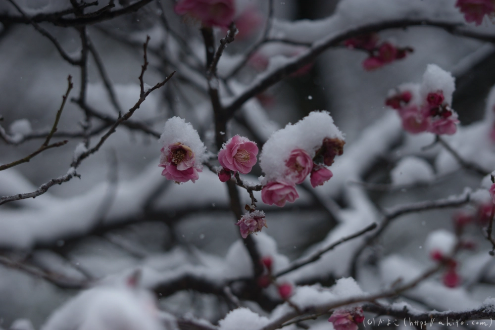 雪と梅 - 05